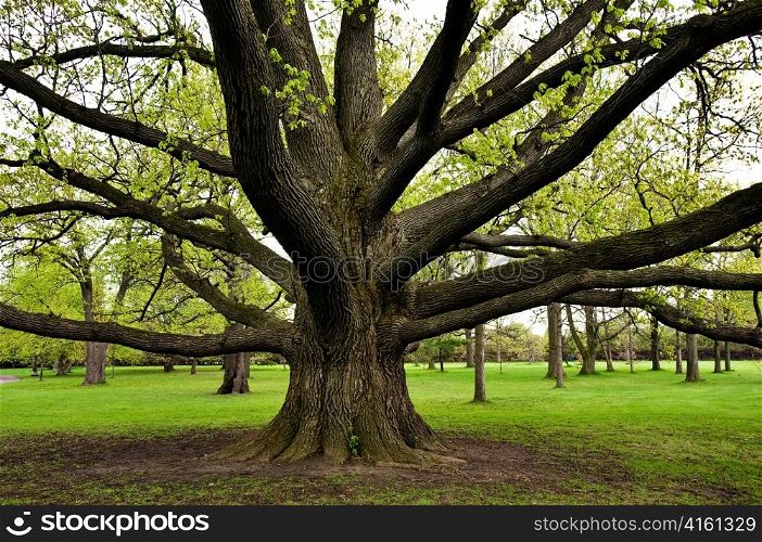 Large oak tree with outreaching branches.