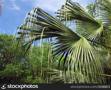large palm leaves with blue sky in the background