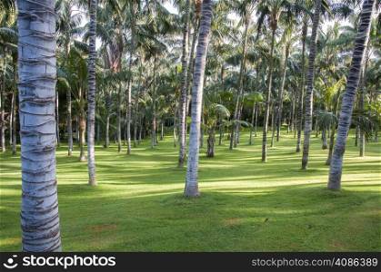 large palm tree in a green garden