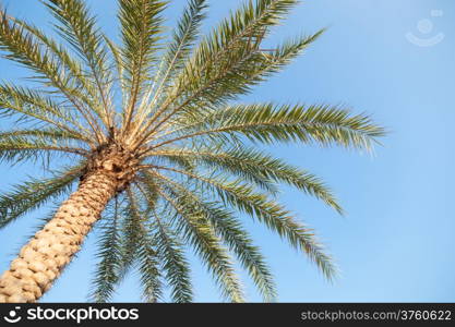 Large palm tree The wood is grown in tropical areas and tall trees.