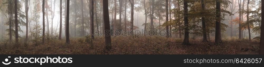 Large panorama foggy Autumn Fall forest landscape