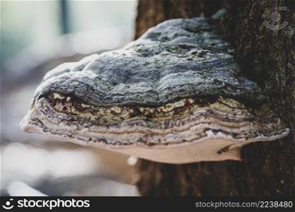 Large parasitic mushroom that grows on tree trunks, Fomes fomentarius. This mushroom is known by several names, tinder fungus, hoof fungus, tinder conk, tinder polypore or ice man fungus. Fomes fomentarius, tinder fungus, polypore on beech trunk