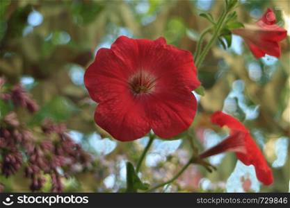large petals red petunia flower close to blurred background. large petals red petunia flower