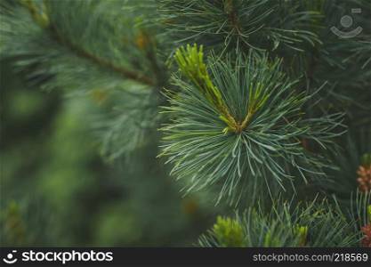 Large photo shoots blue spruce branches.. A branch of blue spruce close-up 1511.