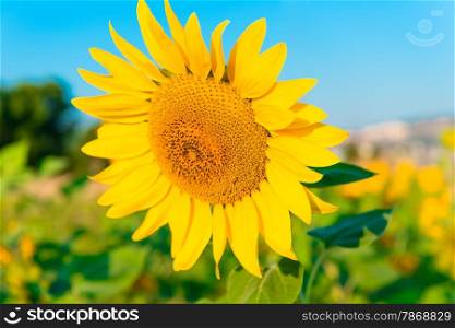 large picture of a sunflower against the sky