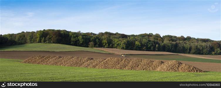 large pile of beets in rural landscape of south limburg in the netherlands on sunny autumn day
