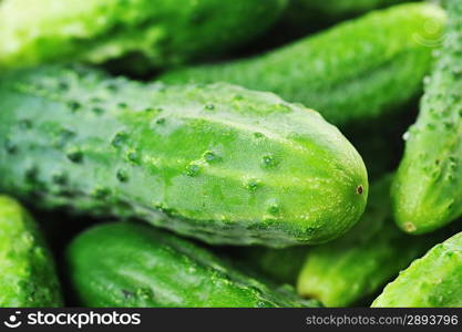 large pile of freshly green cucumbers.close up