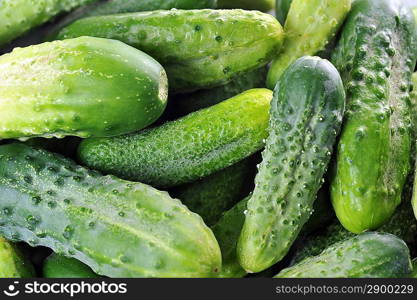 large pile of freshly green cucumbers.close up