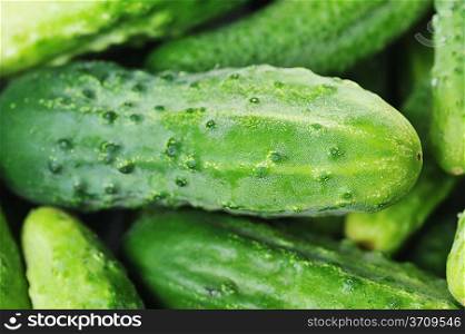 large pile of freshly green cucumbers.close up