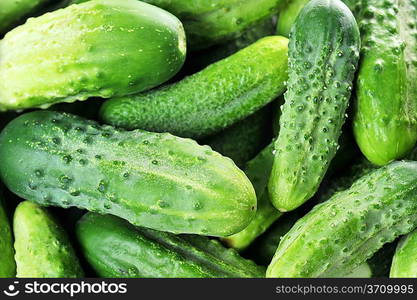 large pile of freshly green cucumbers.close up