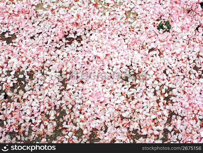 Large pile of pink flower petals scattered on the ground