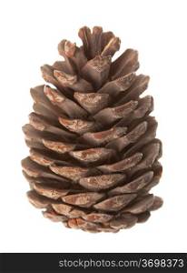 Large pine cone isolated on white background, has a high resolution
