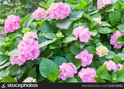 Large pink hydrangea blossoms - August summer flower with dew (close-up).