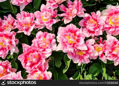 Large pink tulips flowerbed in Netherlands. Tulip fields in Netherlands