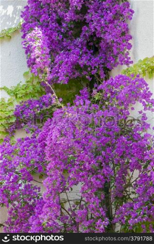 large plant with many purple flowers