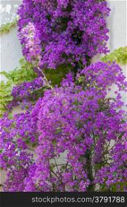 large plant with many purple flowers