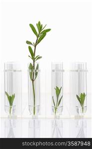 Large plant with three small plants in test tubes