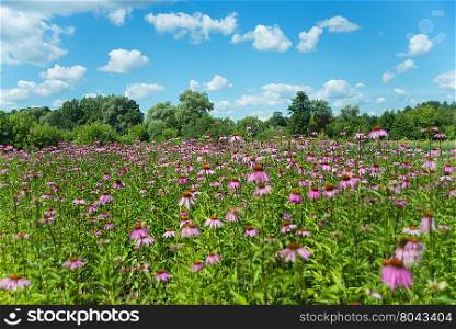 Large plantation of medicinal plants Echinacea purpurea outdoors against a blue sky