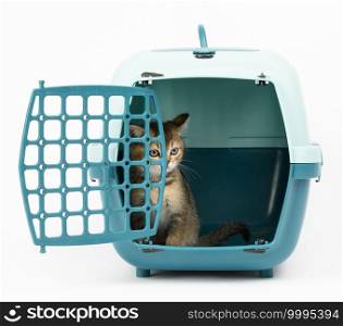 large plastic carrier cage for cats and dogs on white background, inside a kitten is a Scottish straight