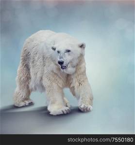 Large Polar bear walking ,close up