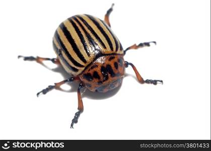 Large potato beetle close up isolated