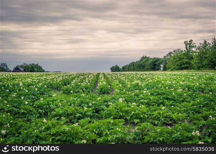 Large potato field in dark cloudy weather