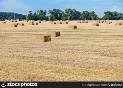 Large rectangular bales of straw after wheat harvest are stacked neatly in the middle of a field against a green plantation and blue cloudy sky. Copy space.. Large rectangular bales of straw are strewn across a wide field on a bright summer day. Copy space.