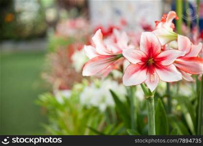 large red and white flowers. Single flowers are reddish white. A large bouquet of pollen Acreage planted in cold weather.