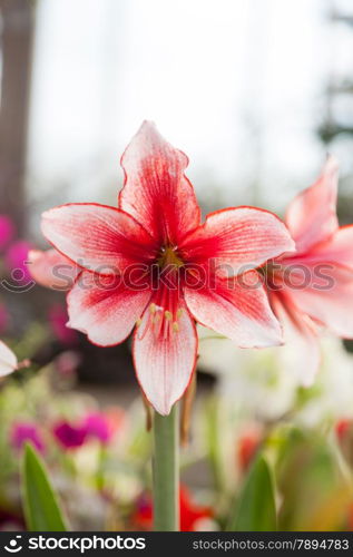 large red and white flowers. Single flowers are reddish white. A large bouquet of pollen Acreage planted in cold weather.