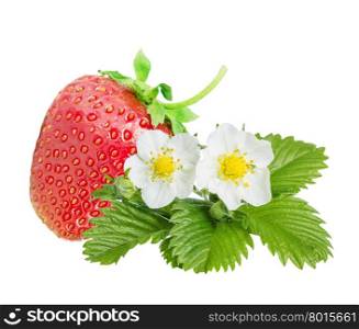 Large red berry of ripe strawberries and two white flowers and green leaves of strawberry isolated on white background