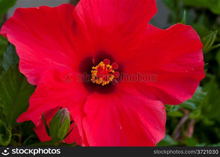 Large Red Flower
