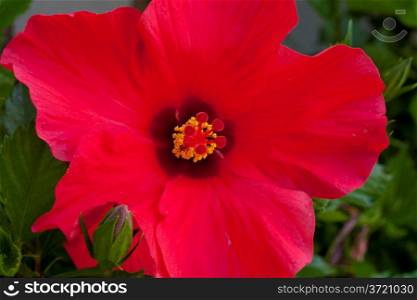 Large Red Flower