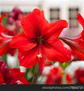 Large red flower Large and long stamens The flowers are cultivated area in cold weather.