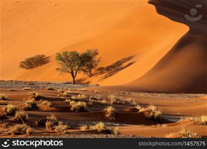 Large red sand dune with thorn trees, Sossusvlei, Namib desert, Namibia