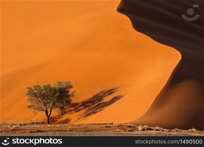 Large red sand dune with thorn trees, Sossusvlei, Namib desert, Namibia