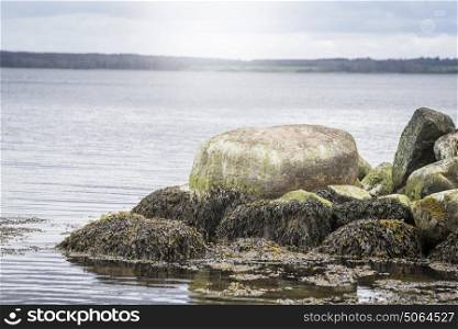 Large rock by the ocean covered with seaweed and moss in the water