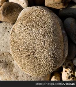 Large rock on beach with engraving similar to the pattern of a human brain