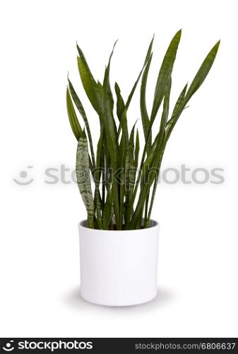Large sansevieriya in a white pot, isolated on white