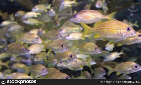 Large school of small yellow fish swimming