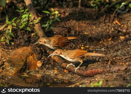 Large Scimitar Babbler ( Pomatorhinus hypoleucos ) birds in nature