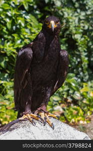 Large size Eagle Inn in soil