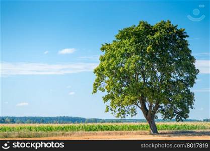 large solitary tree in a beautiful field