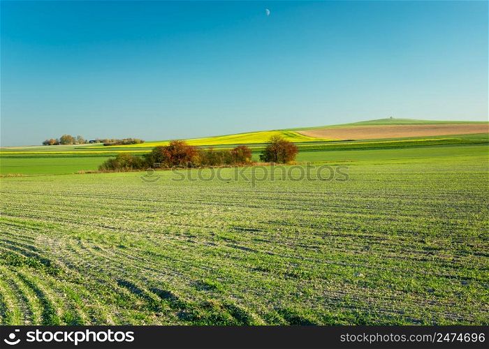 Large sown field and bushes in the center, Staw, Lubelskie, Poland