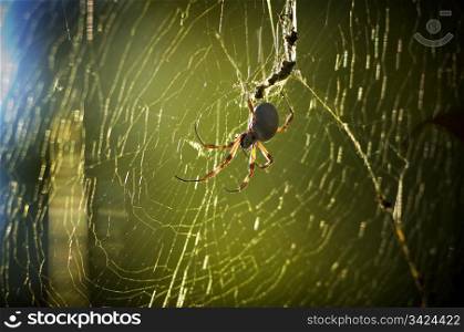 Large spider in a wide web in golden sunlight