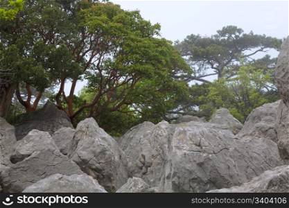 large stone in misty spring mountain forest (Crimea, Ukraine)