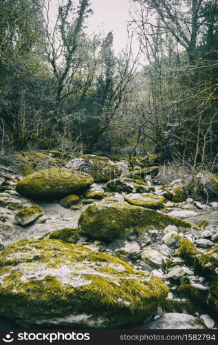 Large stone path with green moss in the middle of the forest in nature