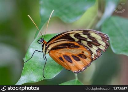 Large Tiger Butterfly (Lycorea cleobaea)