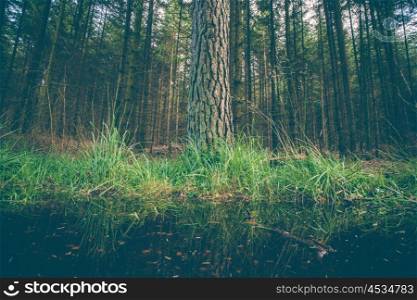 Large tree by a puddle in a dark forest
