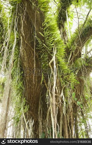 Large tree covered with vines and green leafy air plants.