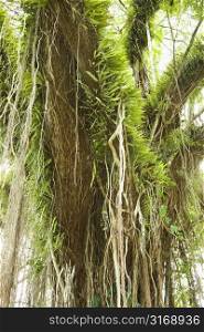 Large tree covered with vines and green leafy air plants.